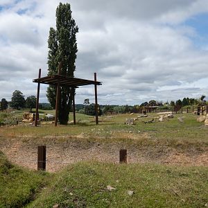 African elephant cow day enclosure (3)