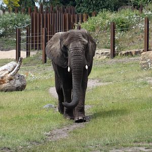 African elephant cow, Five