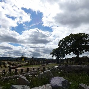 African elephant bull enclosure