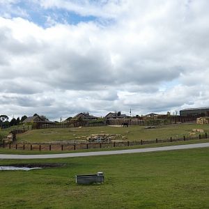 View of African elephant cow day enclosure