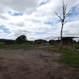 Giraffe drive-through enclosure (2)