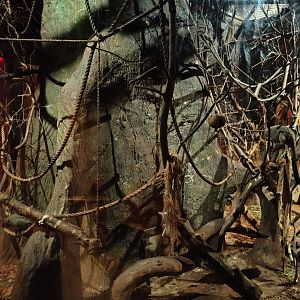 Grey-legged douroucouli enclosure