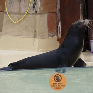 Californian sea lion