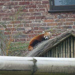 Red panda