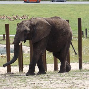 African elephant, Sutton