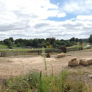 African elephant 24 hour enclosure panorama