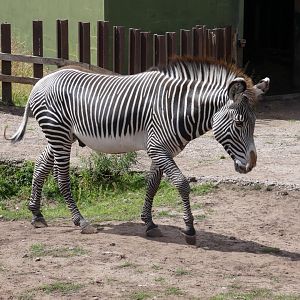 Grevy's zebra stallion
