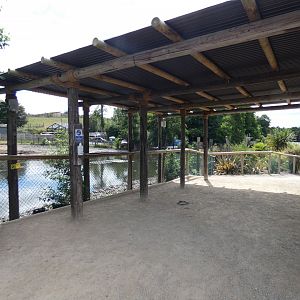 Common hippo enclosure viewing area
