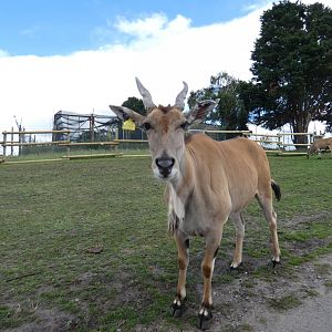 Common eland