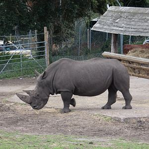 Southern white rhinoceros bull