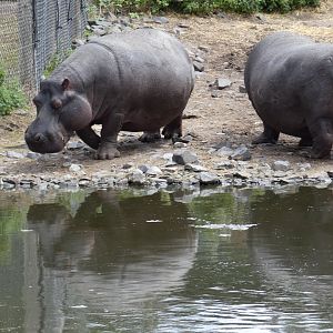 Common hippo