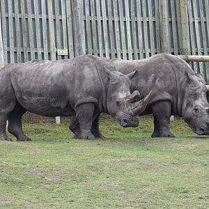Southern white rhinoceros older cows