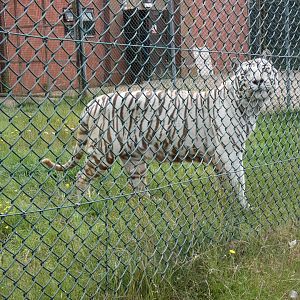 White tiger