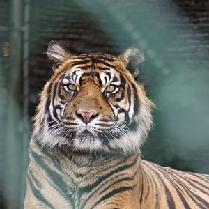 Sumatran tiger female