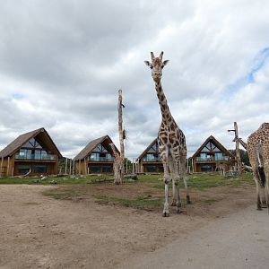 Giraffe lodges