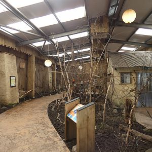 Rainbow lorikeet walk-through