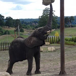 African elephant cow feeding