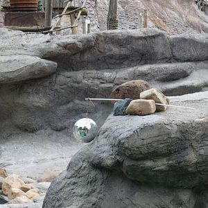 Penguin disco ball enrichment