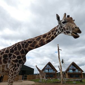 Rothschild's giraffe