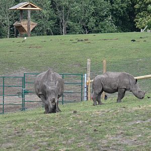 Southern white rhinoceros calf