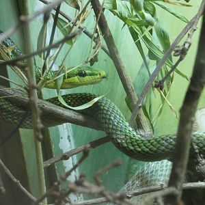 Red-tailed racer