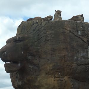 Lion rock