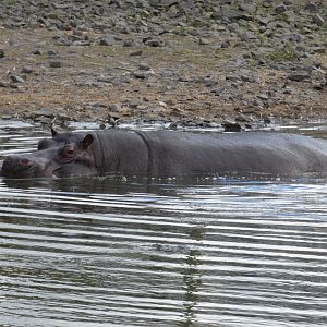 Common hippo in the water
