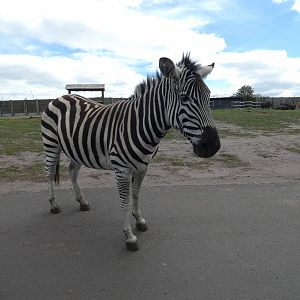 Plains zebra