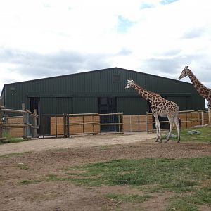 New giraffe house