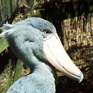 Shoebill, Exmoor Zoo