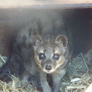 Fanaloka, Exmoor Zoo