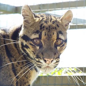 Female Clouded Leopard, Exmoor Zoo