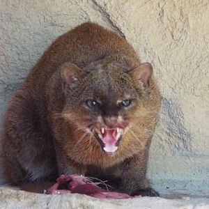 Jaguarundi, Exmoor Zoo
