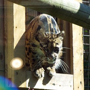 Female Clouded Leopard, Exmoor Zoo