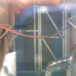 White- faced saki indoors