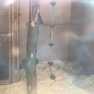 Black spider monkey indoors