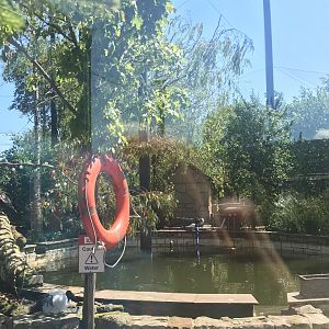 Birds of the world walkthrough aviary