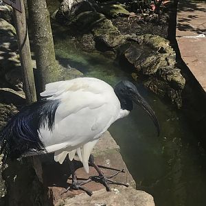 African sacred ibis