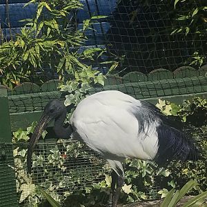 African sacred ibis