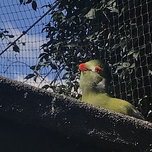 White-cheeked turaco