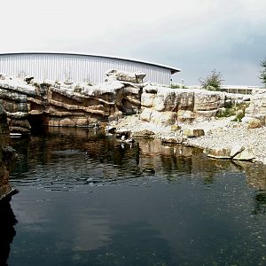 Playa Penguinos with Humboldt penguins and Steamer ducks, 2006-07-08