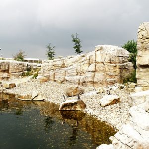 Playa Penguinos with Humboldt penguins and Steamer ducks, 2006-07-08
