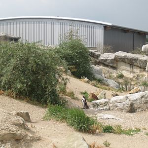 Playa Penguinos with Humboldt penguins and Steamer ducks, 2006-07-08