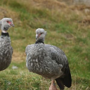 Southern screamer (Chauna torquata), 2006-07-08