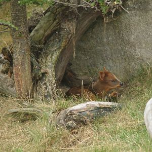 Southern pudu (Pudu puda), 2006-07-08