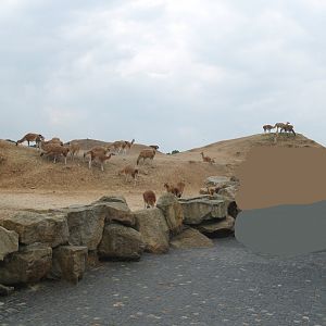 Guanaco paddock, 2006-07-08