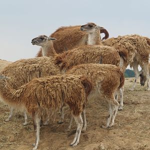 Guanaco herd, 2006-07-08