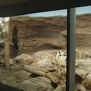 Biochron - Rhinoceros iguana terrarium, 2006-07-08