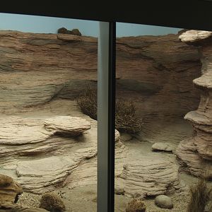 Biochron - Rhinoceros iguana terrarium, 2006-07-08