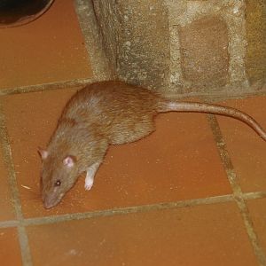 Brown rat (Rattus norvegicus), 2006-07-08